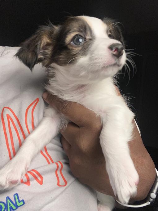 Chihuahua