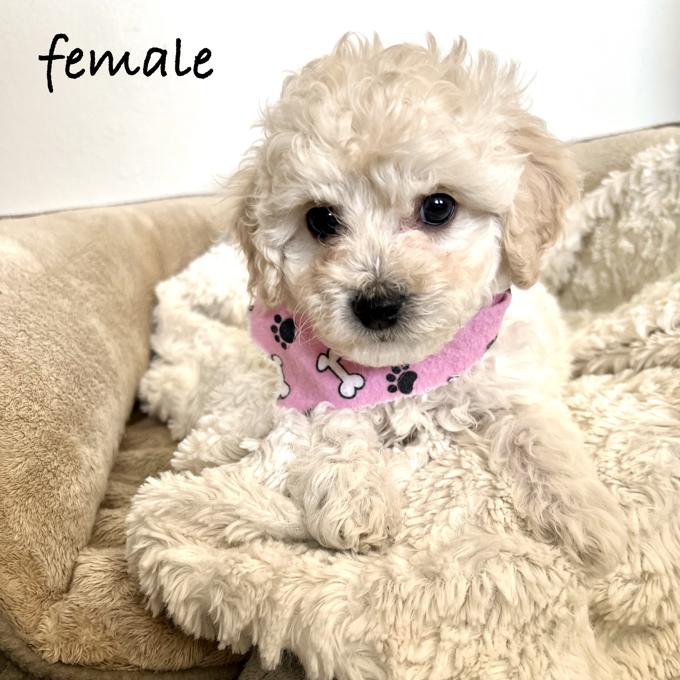 Toy Poodle
