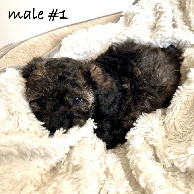 Toy Poodle
