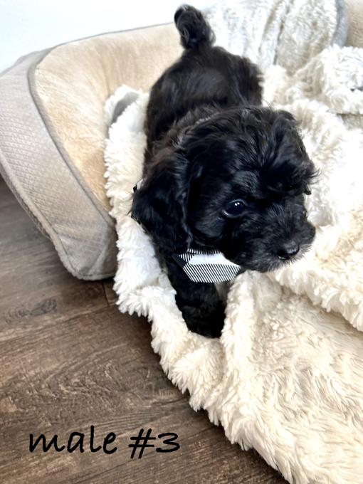 Toy Poodle