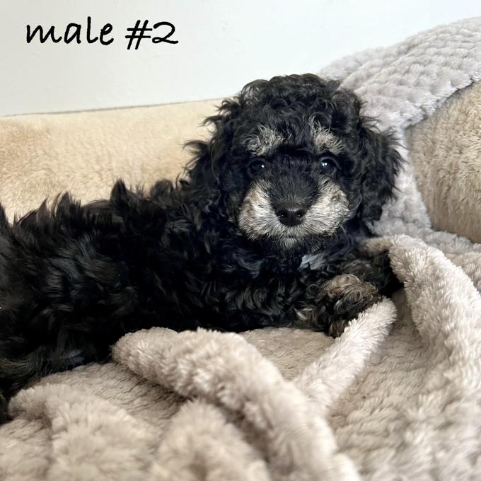 Toy Poodle