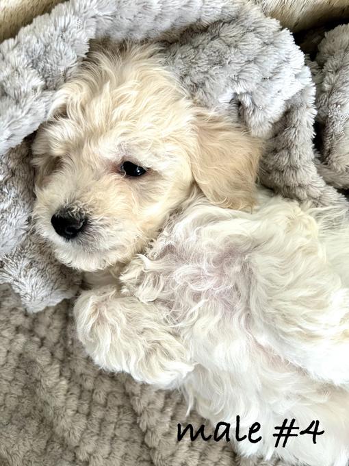 Toy Poodle