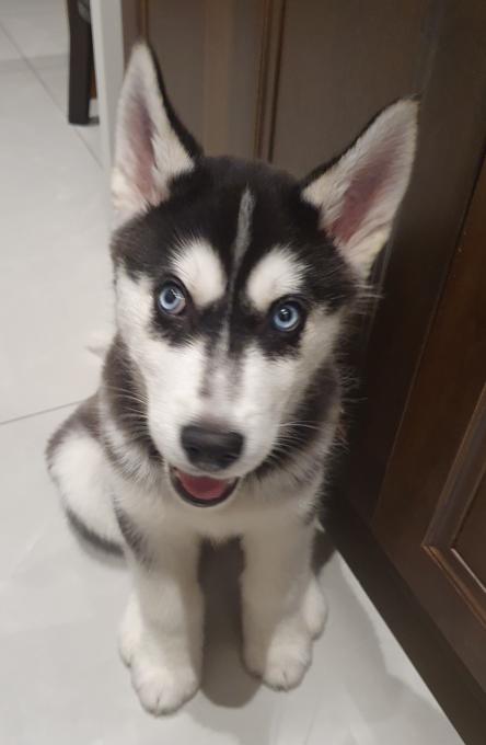 Siberian Husky