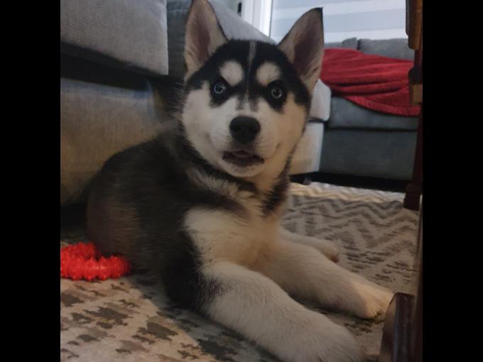 Siberian Husky