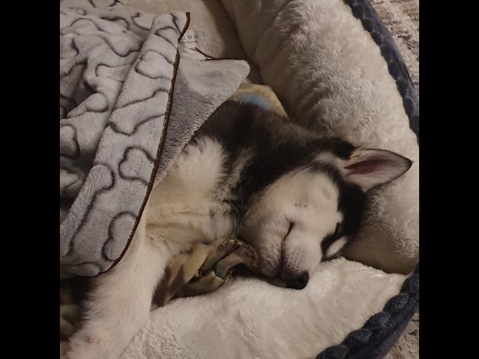 Siberian Husky