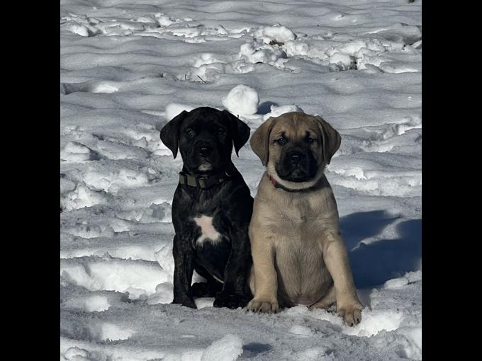 Mountain Mastiff