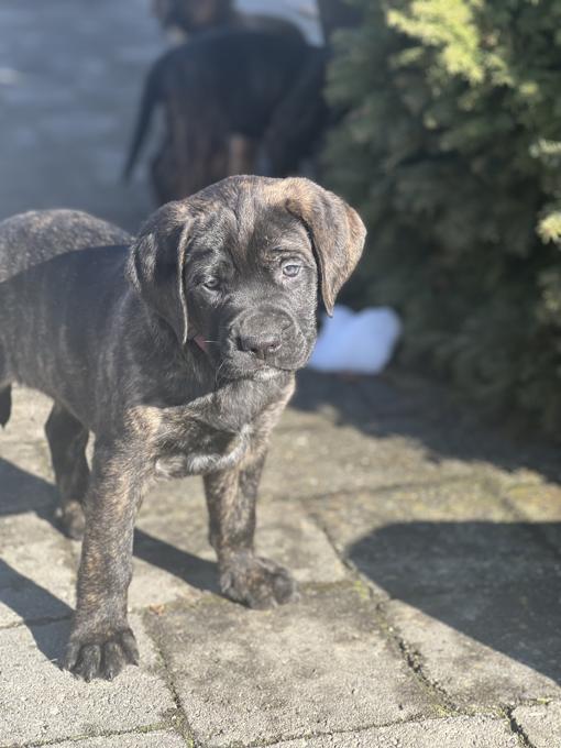 Mountain Mastiff