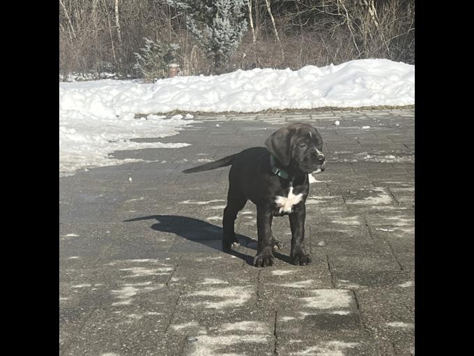 Mountain Mastiff