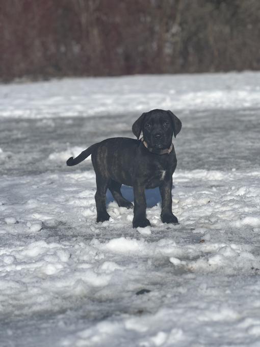 Mountain Mastiff