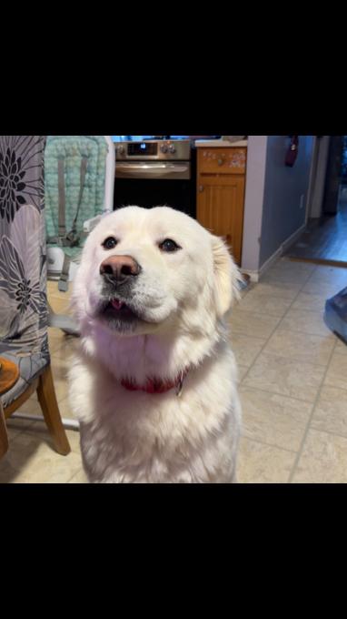 Pyrenees terrier bull dog mix