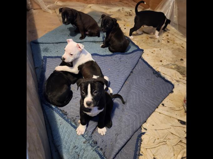 Rednose and Staffy Mix