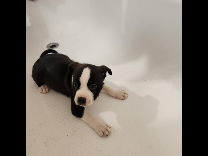 Rednose and Staffy Mix