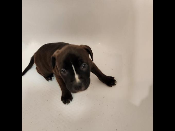Rednose and Staffy Mix