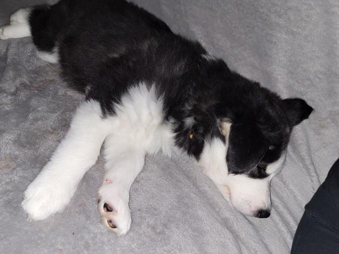 Siberian Husky