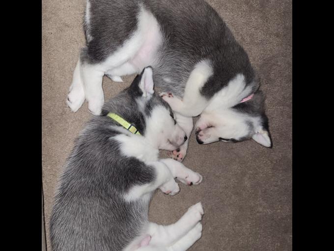 Siberian Husky