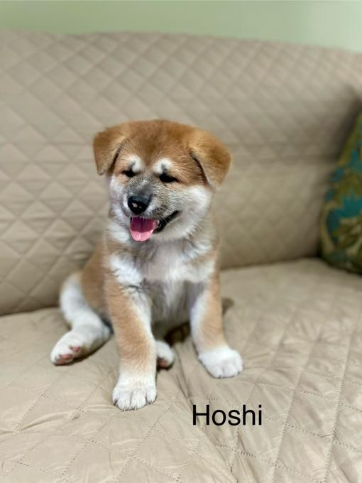 Japanese Akita Inu
