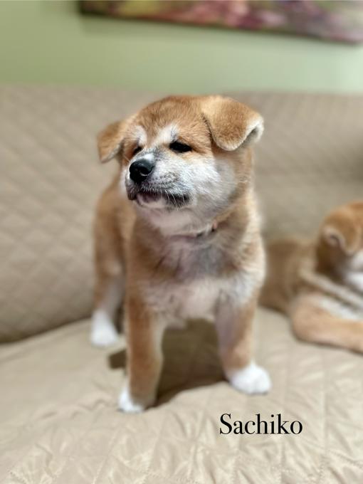 Japanese Akita Inu
