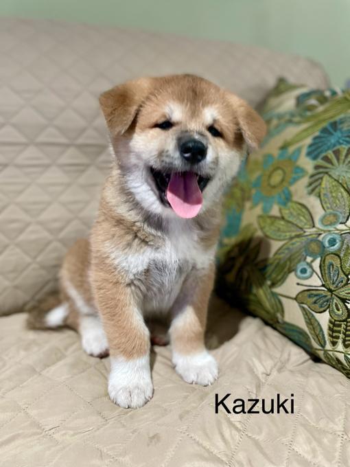 Japanese Akita Inu