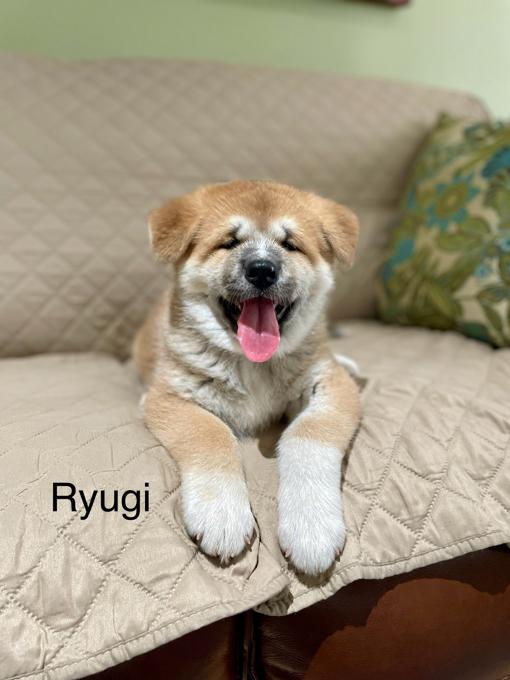 Japanese Akita Inu