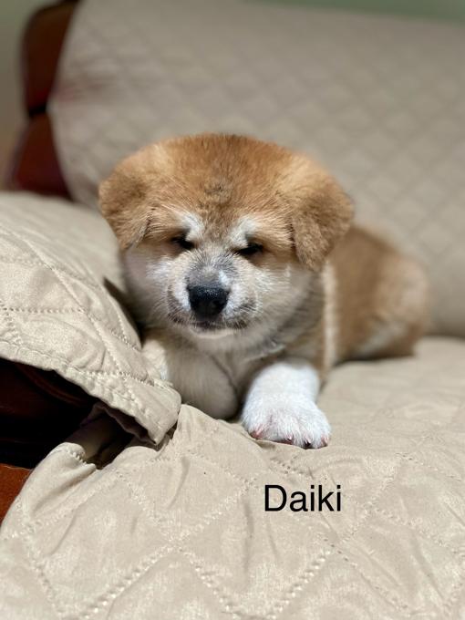 Japanese Akita Inu