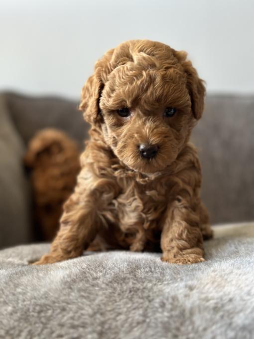Pure breed toy poodle