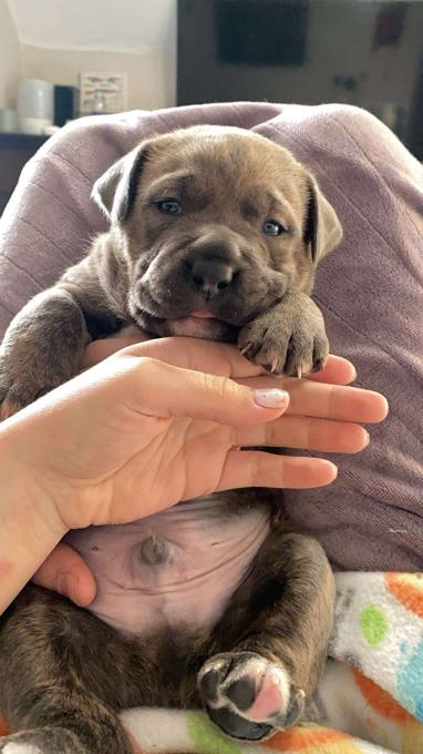 Neapolitan mastiff