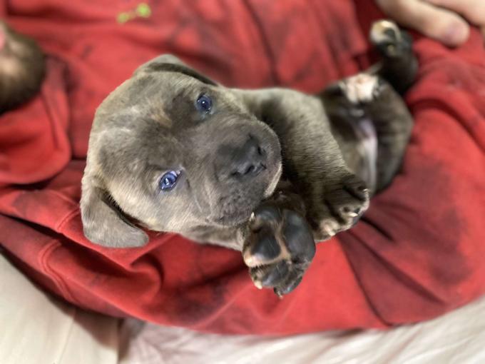 Neapolitan mastiff