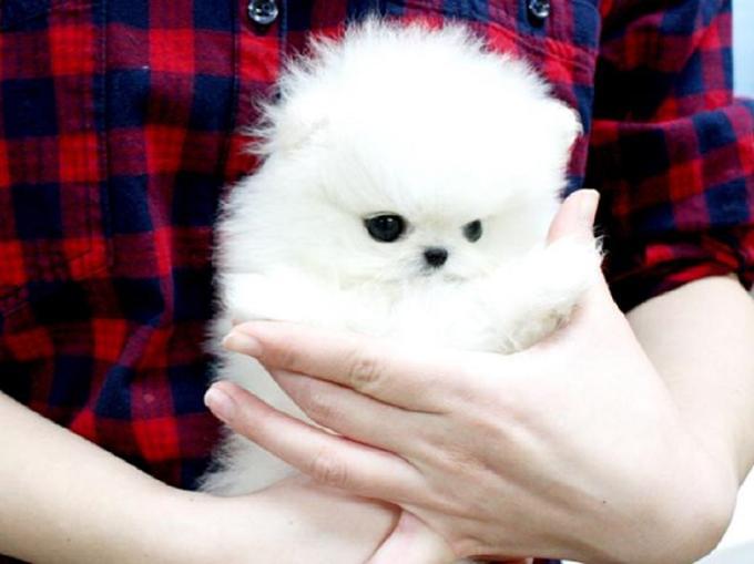 pomeranian