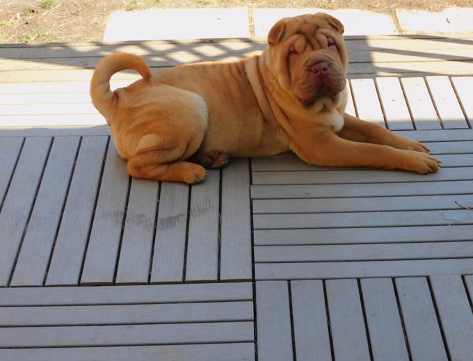 MINIATURE & TOY SHAR - PEI PUPPIES