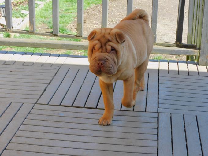 MINIATURE & TOY SHAR - PEI PUPPIES