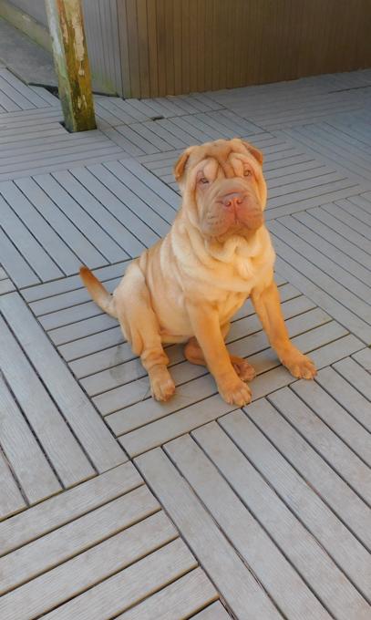 MINIATURE & TOY SHAR - PEI PUPPIES
