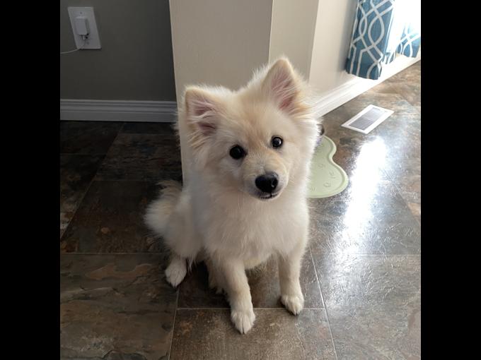 Pomeranian x American Eskimo