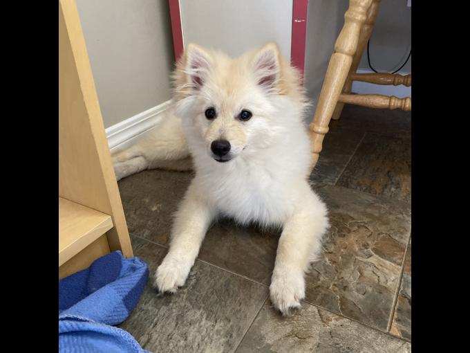 Pomeranian x American Eskimo