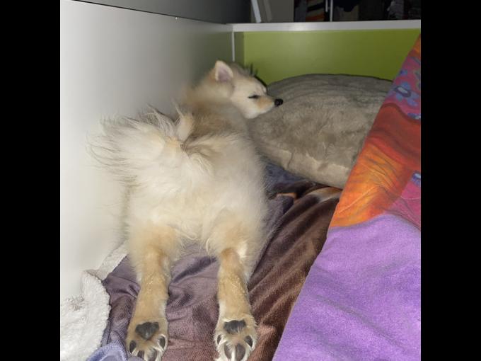 Pomeranian x American Eskimo
