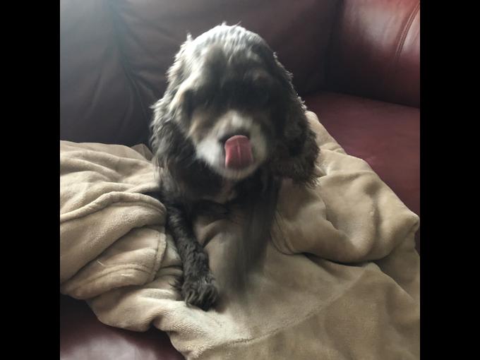 Brown and white American Cocker Spaniel   