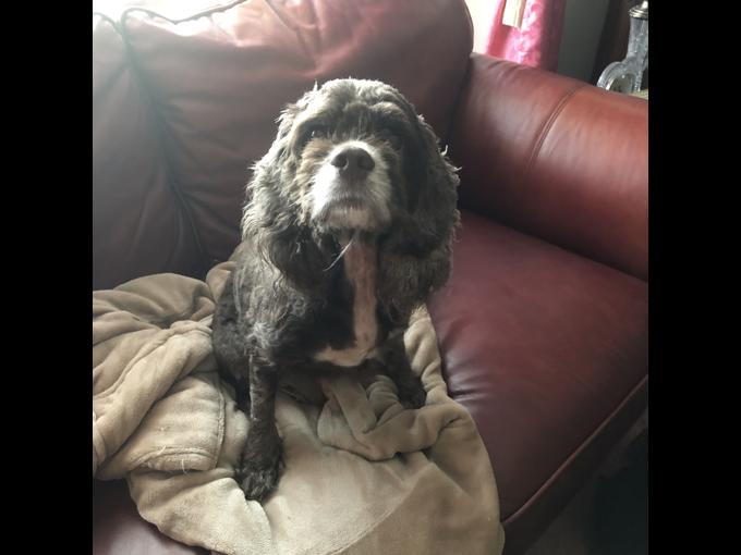 Brown and white American Cocker Spaniel   