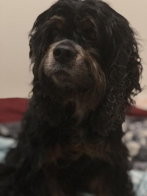 American Cocker Spaniel