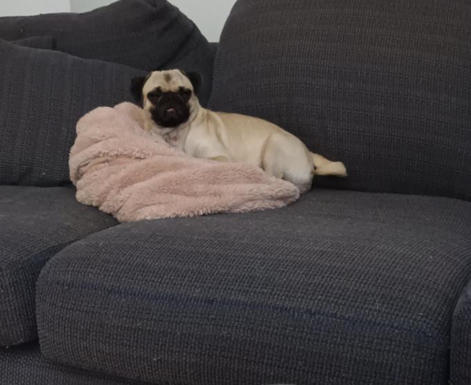 Pug