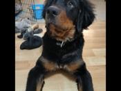 Bernese mountain dog mix (Mom was 1/4 Lab)