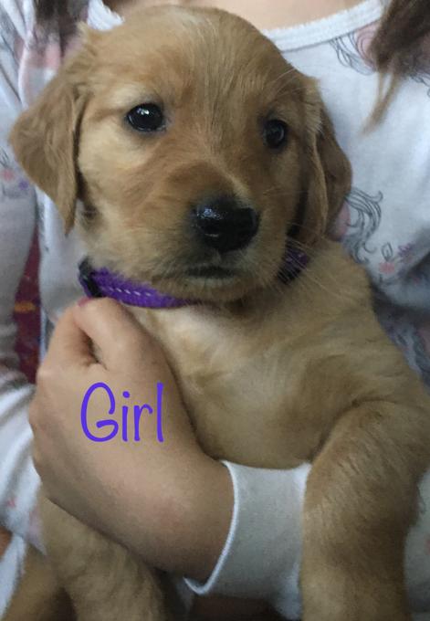 Golden retriever