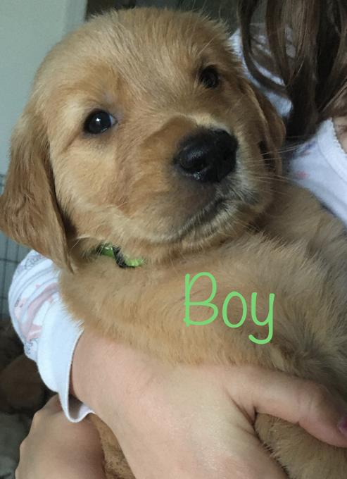 Golden retriever