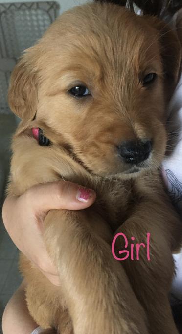 Golden retriever