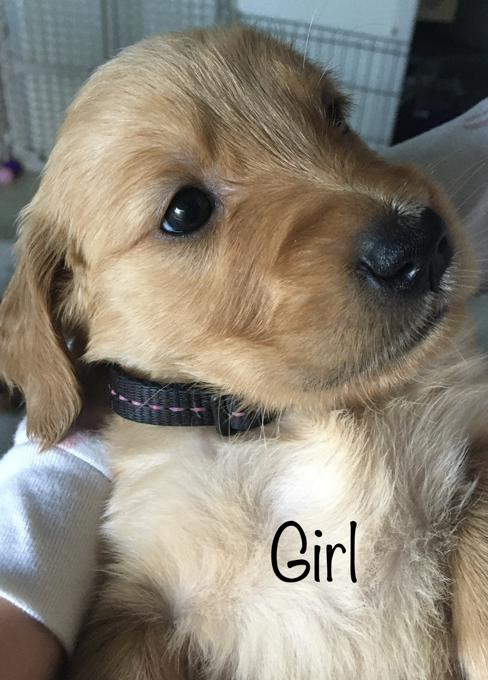Golden retriever