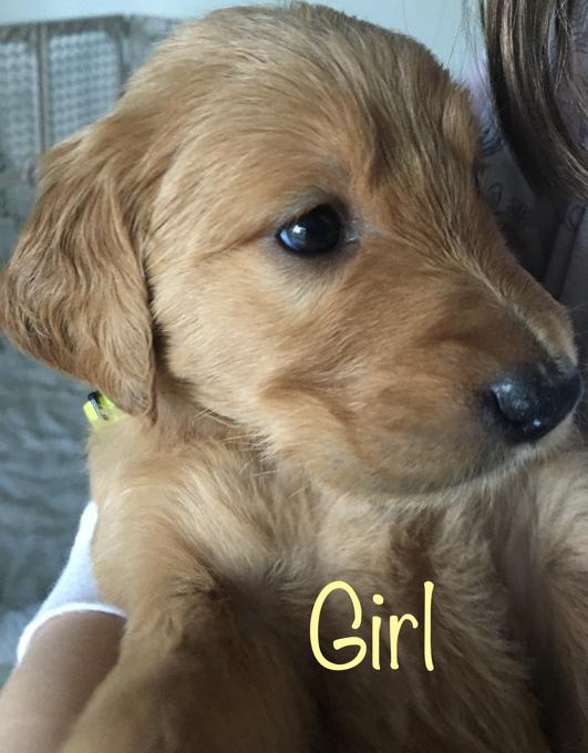 Golden retriever