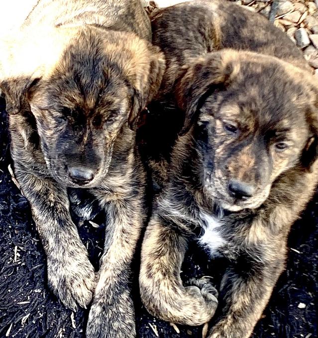 Shepherd Pyrenees Cross