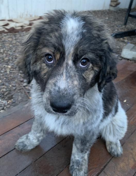 Shepherd Pyrenees Cross