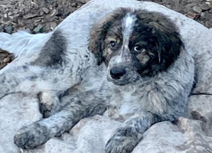 Shepherd Pyrenees Cross