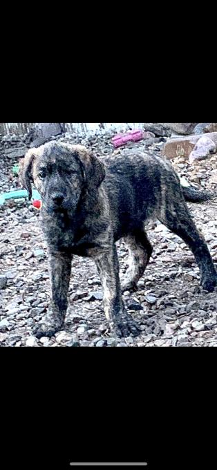 Shepherd Pyrenees Cross