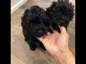 Toy Yorkie/poodle mixed