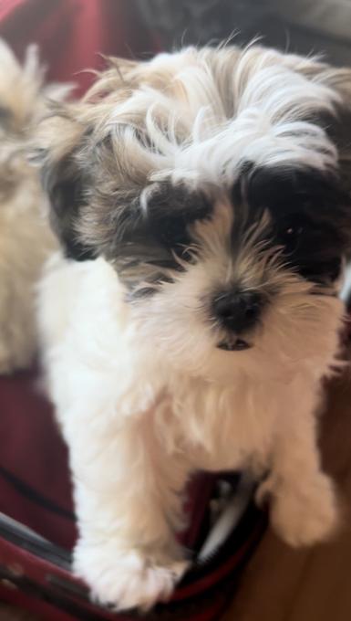 Shihpoo